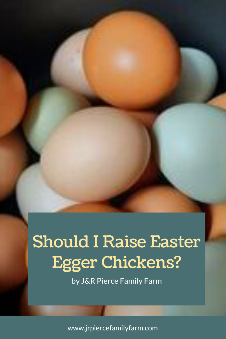 Easter Egger Chickens The Ultimate Breed Guide — J&R Pierce Family