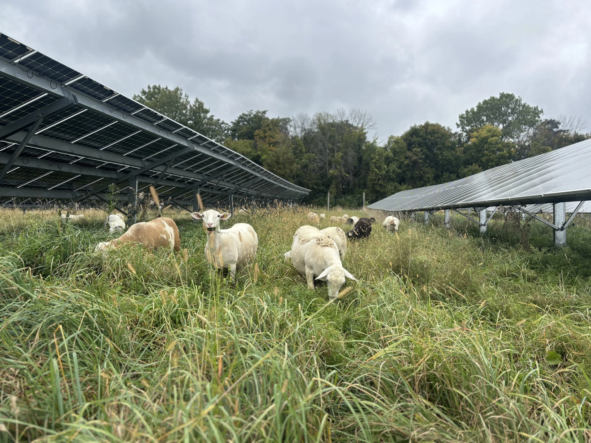 The Grass Is Too Tall? What Good Grazing Actually Looks Like