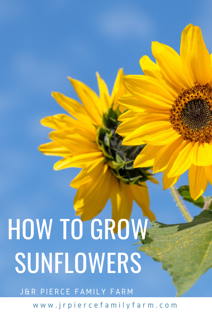How to Plant Sunflowers The Ultimate Guide for Gardeners — J&R Pierce