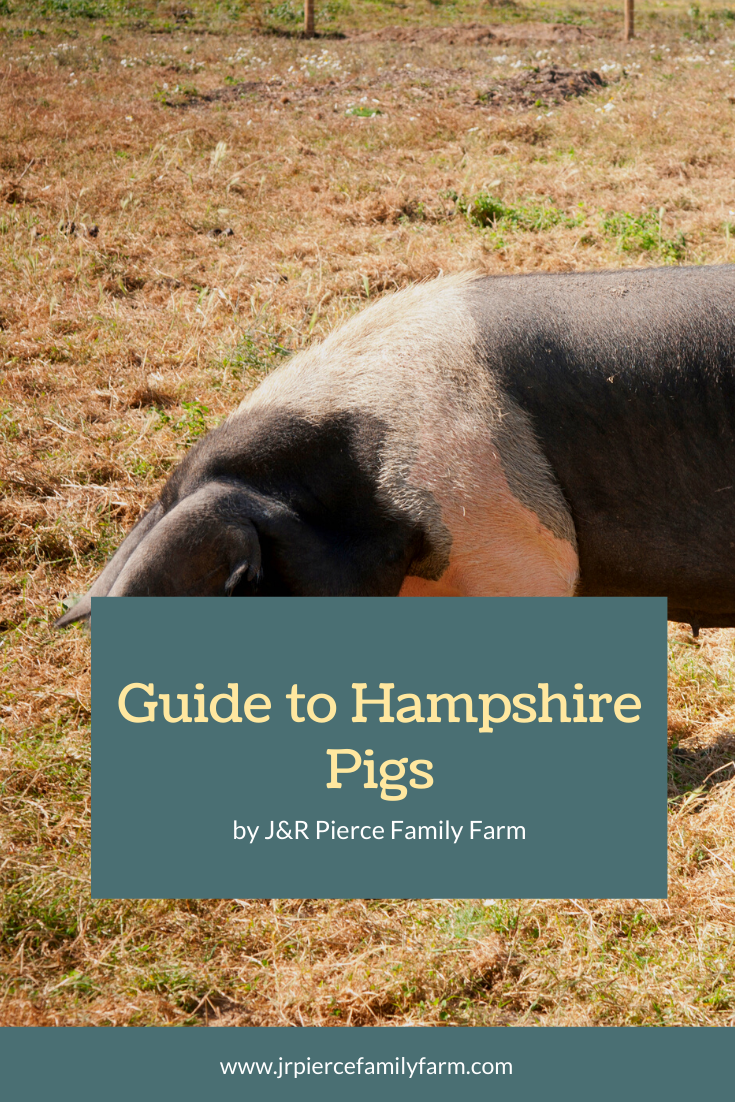 Hampshire Pigs: Everything You Need to Know — J&R Pierce Family Farm