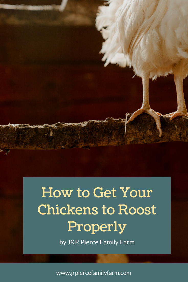 How to Get Your Chickens to Roost Where You Want Them To — J&R Pierce