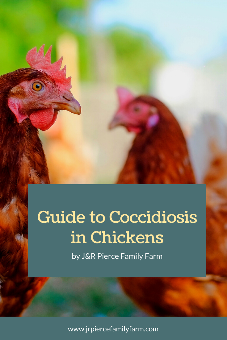 Coccidiosis in Chickens Everything You Need to Know — J&R Pierce