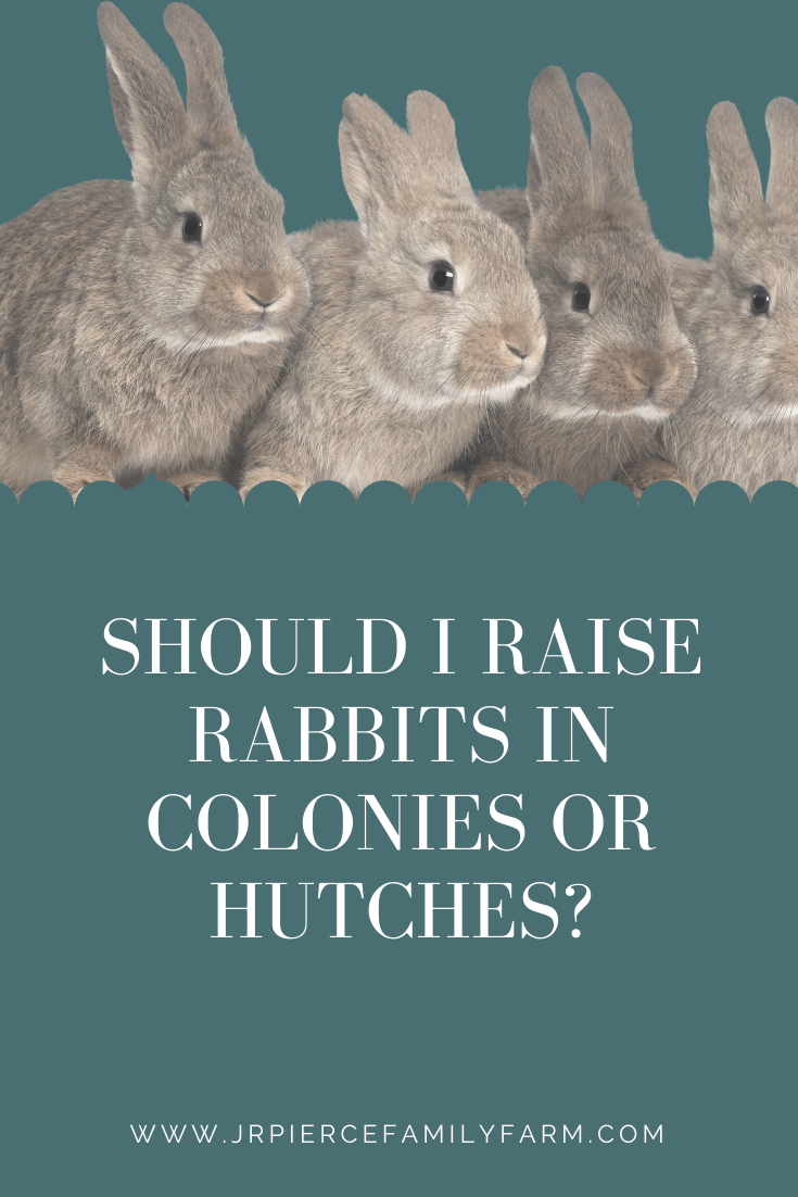 Raising Rabbits: Colonies vs. Hutches — J&R Pierce Family Farm