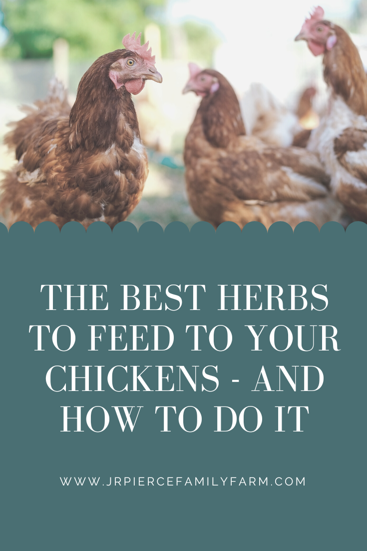 The 50 Best Herbs to Feed Your Chickens — J&R Pierce Family Farm