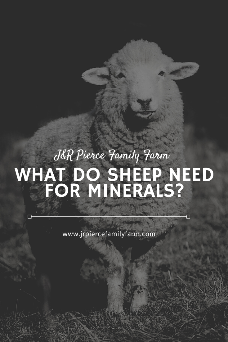 Minerals for Sheep Here's What They Need — J&R Pierce Family Farm