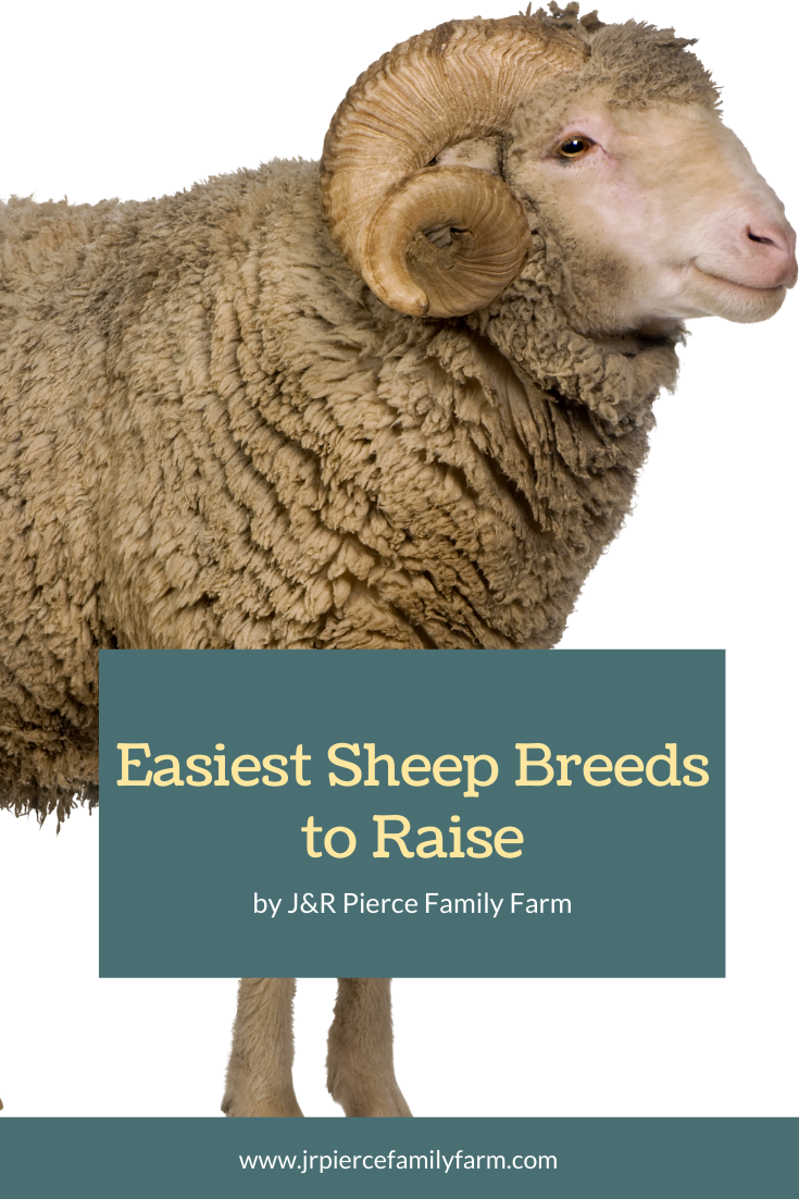 Easiest Sheep Breeds To Raise — J&R Pierce Family Farm: Official Blog