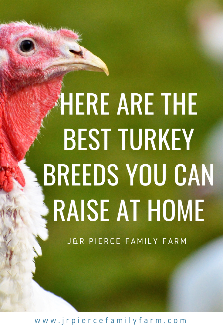 Best Turkey Breeds for the Homestead — J&R Pierce Family Farm Official