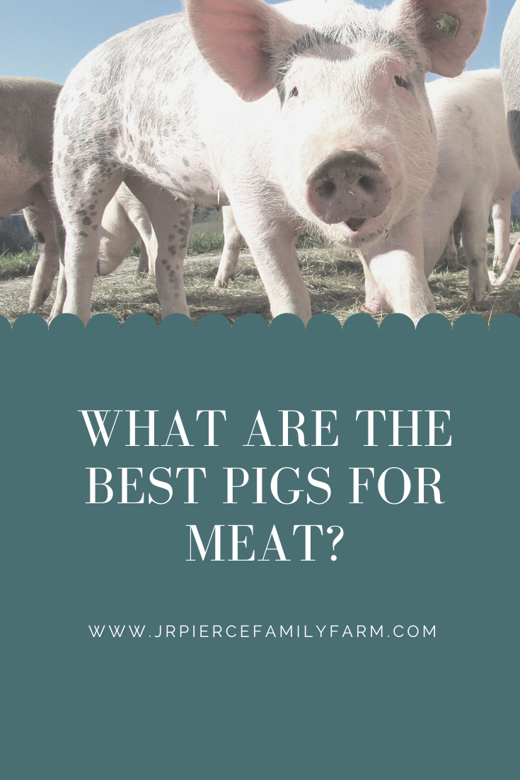 What are the Best Pigs for Meat? — J&R Pierce Family Farm Official Blog