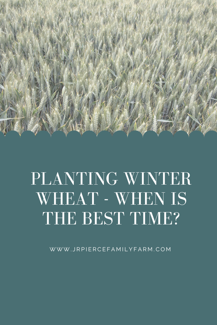 When to Wheat J&R Pierce Family Farm: Official Blog