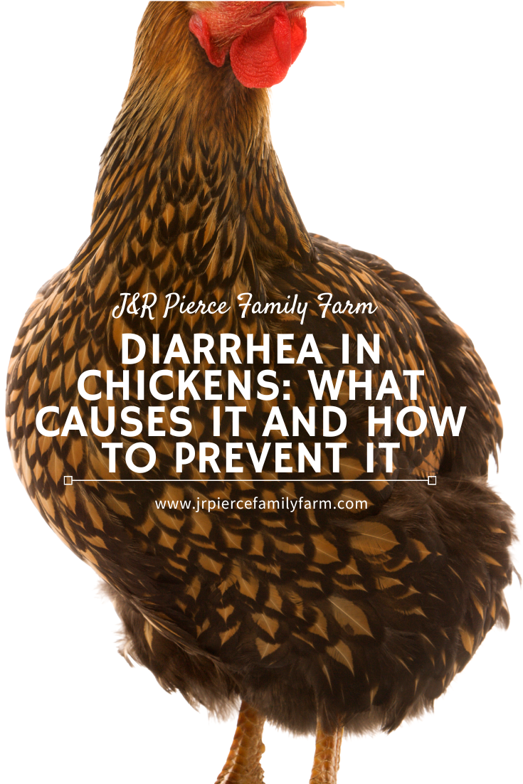 What Causes Diarrhea in Chickens? — J&R Pierce Family Farm Official Blog