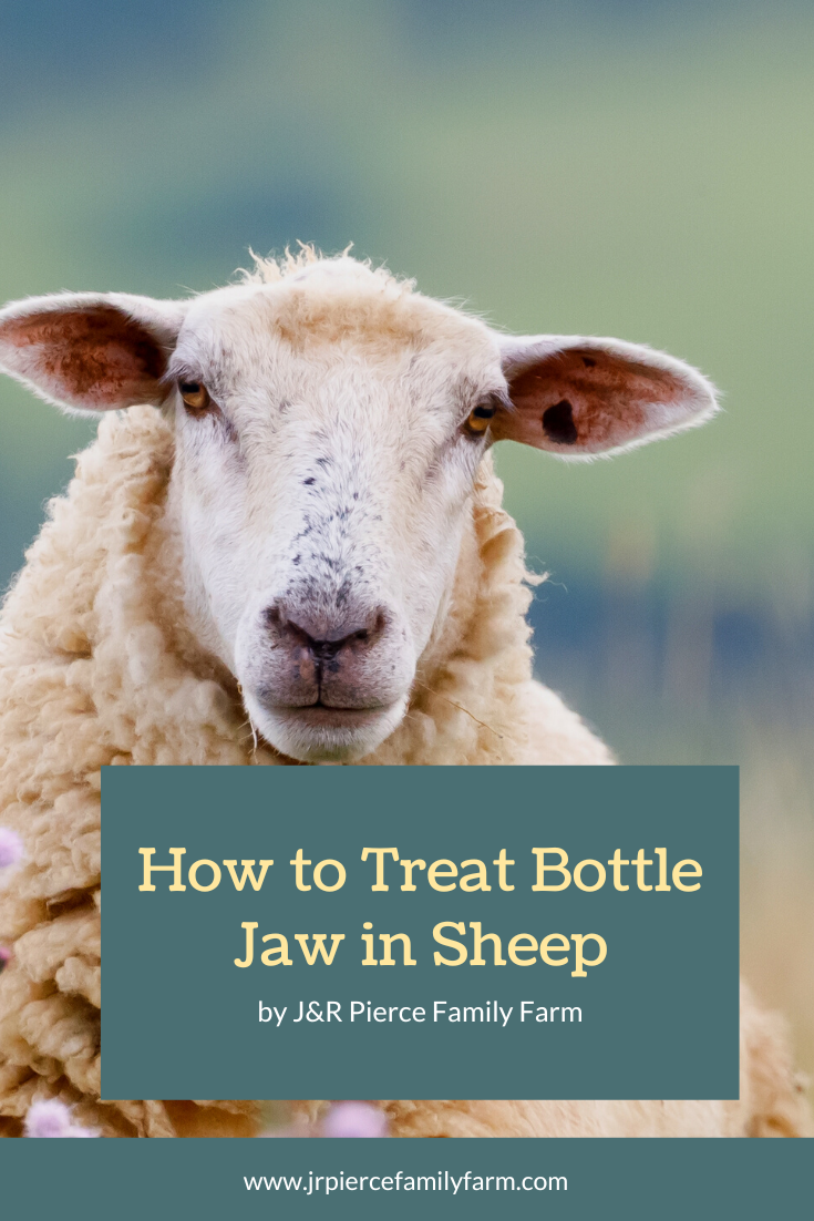 What is Bottle Jaw in Sheep and Goats? — J&R Pierce Family Farm