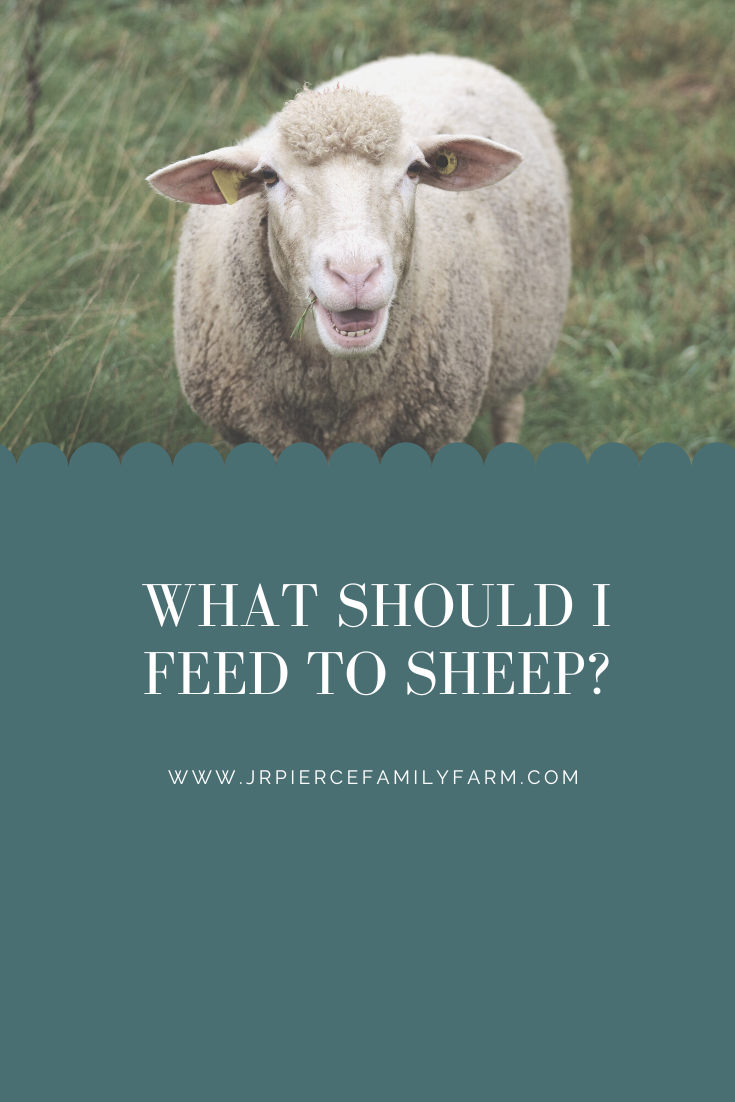 What Should I Feed to Sheep? — J&R Pierce Family Farm: Official Blog