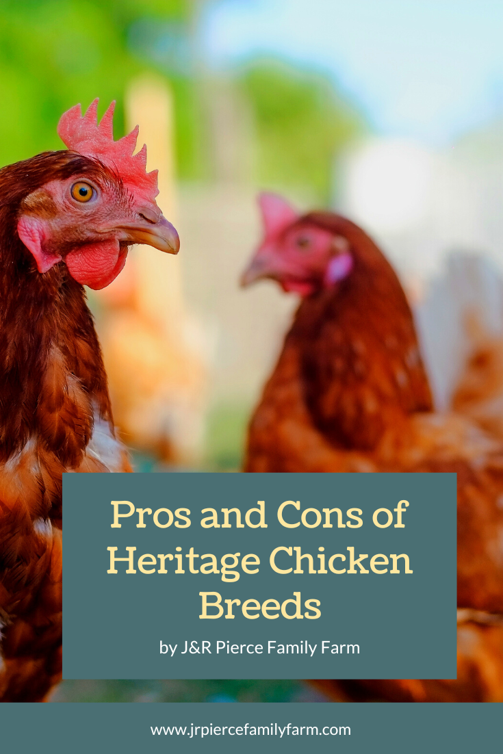 II. Understanding the Importance of Heritage Hen Breeds