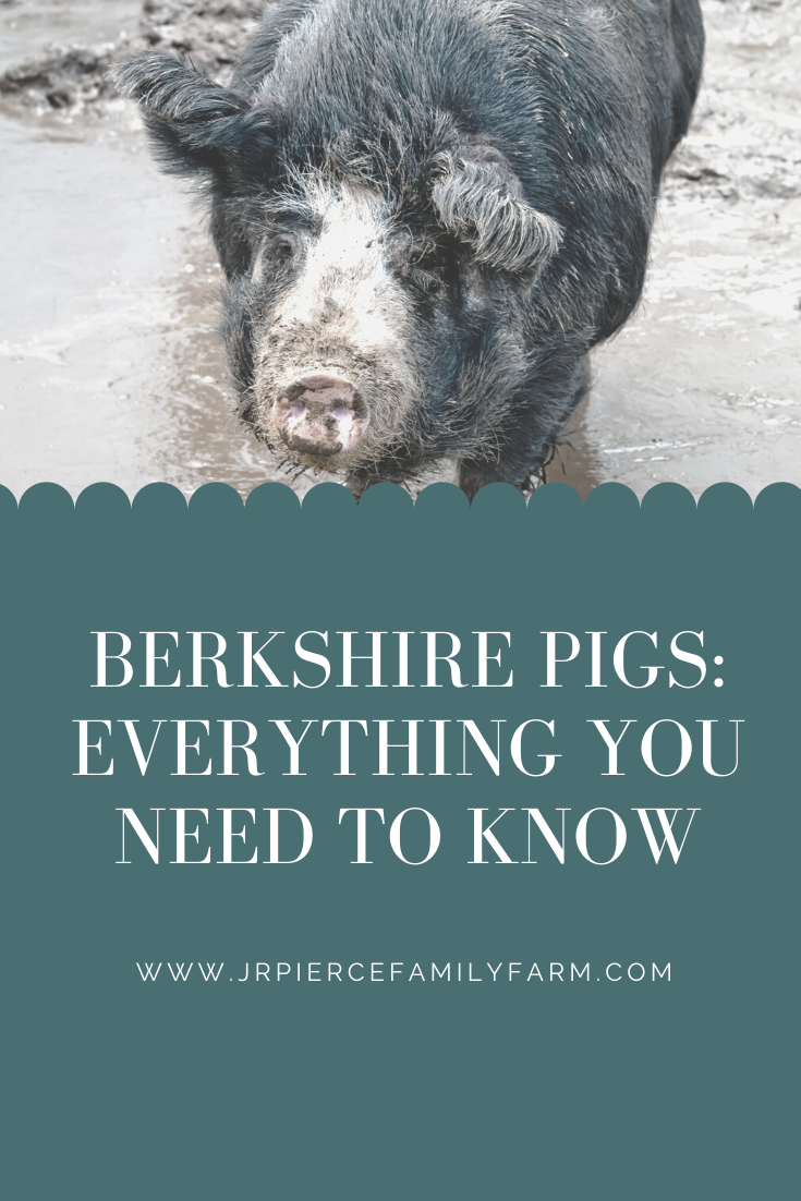 Is Berkshire Pork the Best? Everything You Need to Know About This