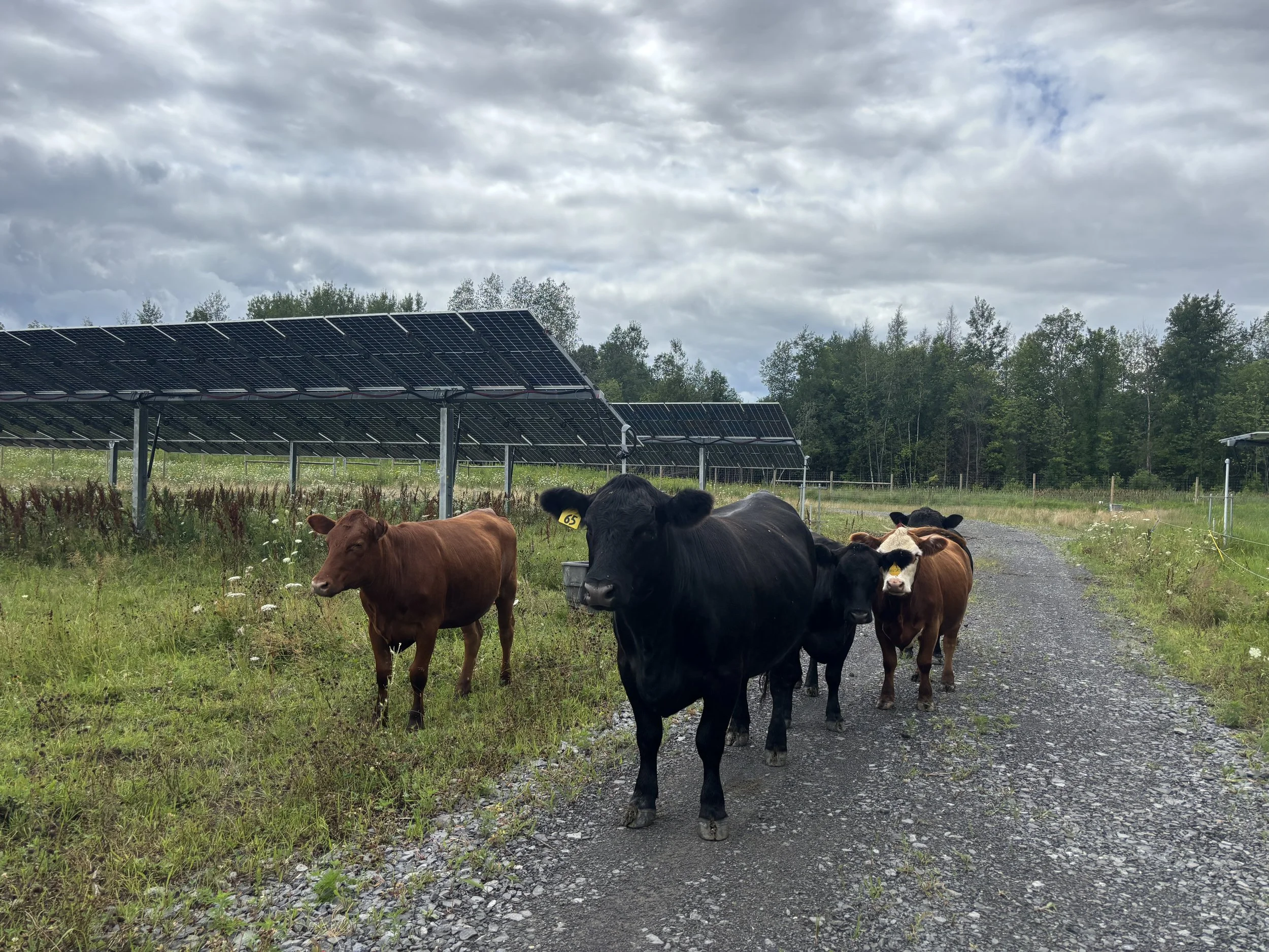 cattle on a solar site