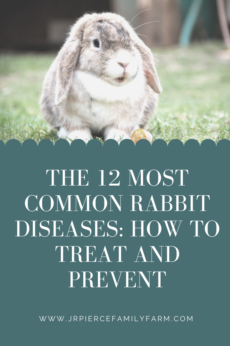 The 12 Most Common Rabbit Diseases: How to Treat and Prevent — J&R ...