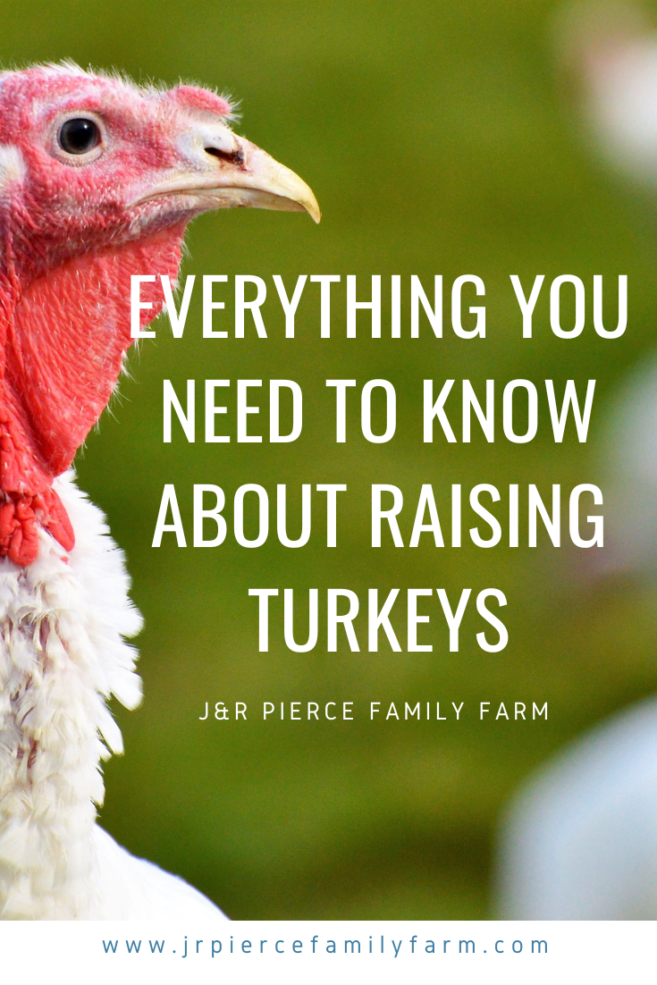 Tips For Raising Turkeys Everything You Need To Know J R Pierce tips-for-raising-turkeys-everything-you-need-to-know-j-r-pierce