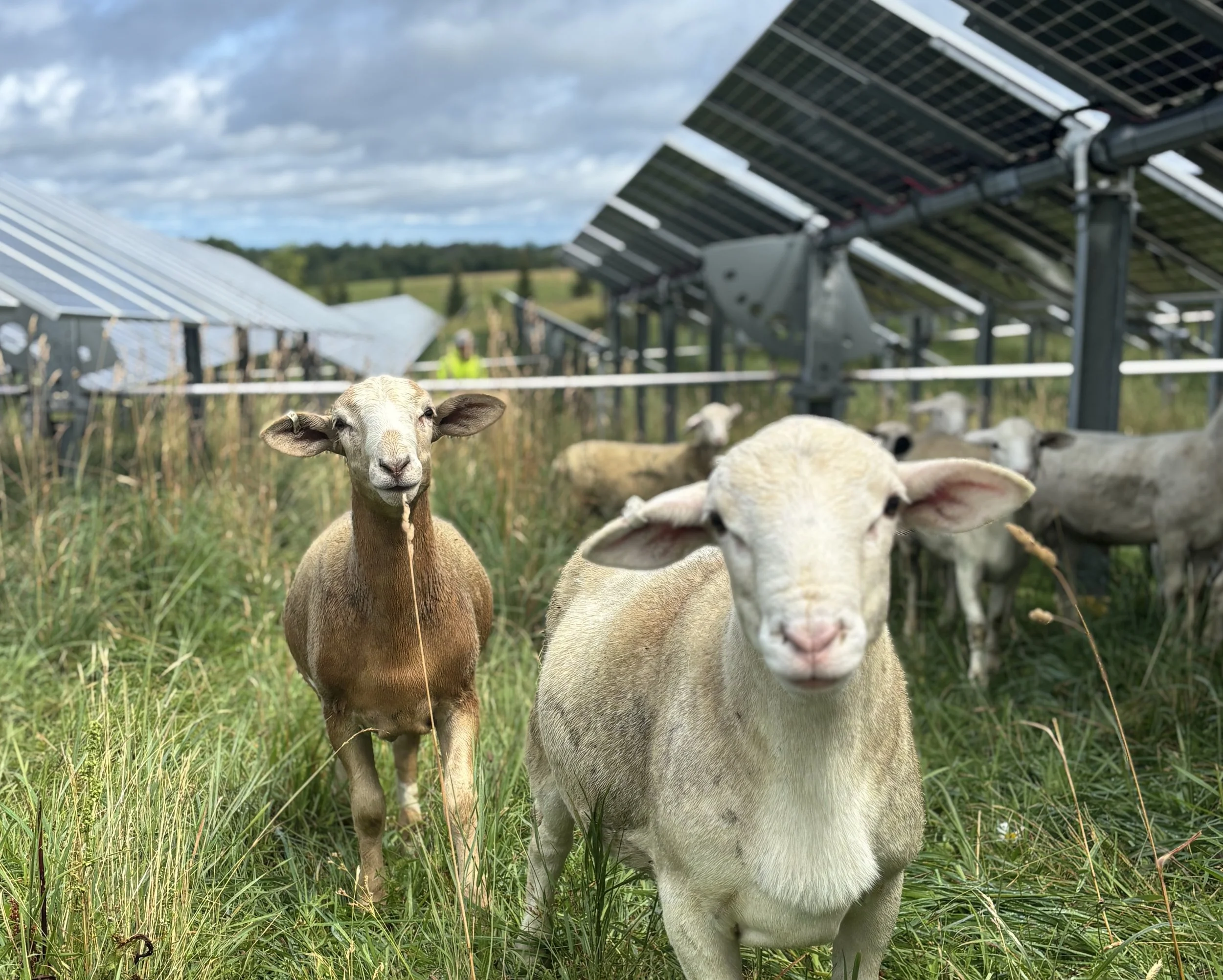 sheep grazing solar site