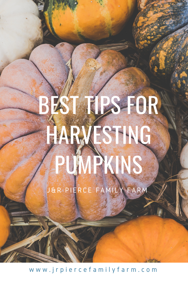 Expert Tips for Harvesting, Curing, and Storing Pumpkins — J&R Pierce