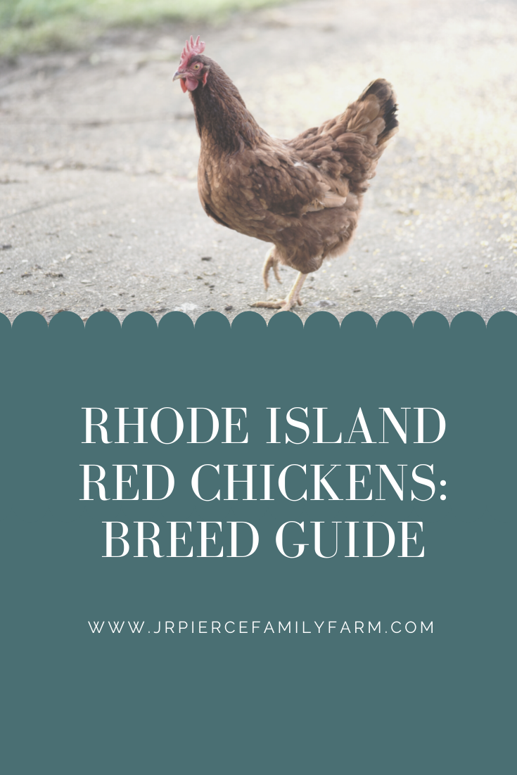 How to Raise Rhode Island Red Chickens: Breed Guide — J&R Pierce Family ...