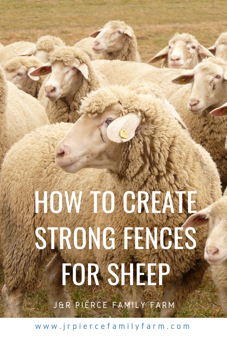 Everything You Need to Know About Fencing for Sheep — J&R Pierce Family Farm