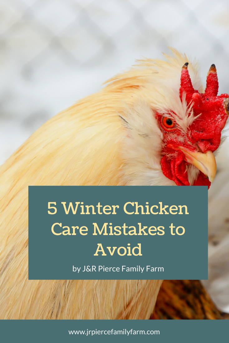 View of Most Common Winter Chicken Care Mistakes: What NOT To Do — J&R Pierce ...