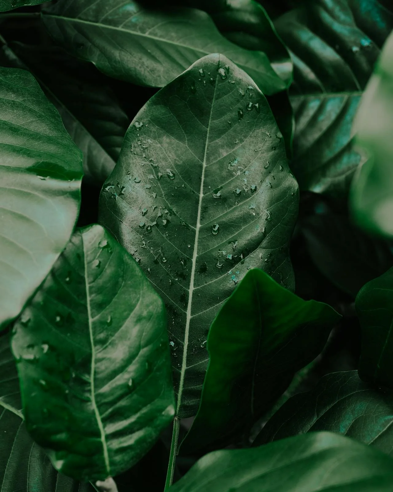 Close-up of green leaves with water droplets on the surface.