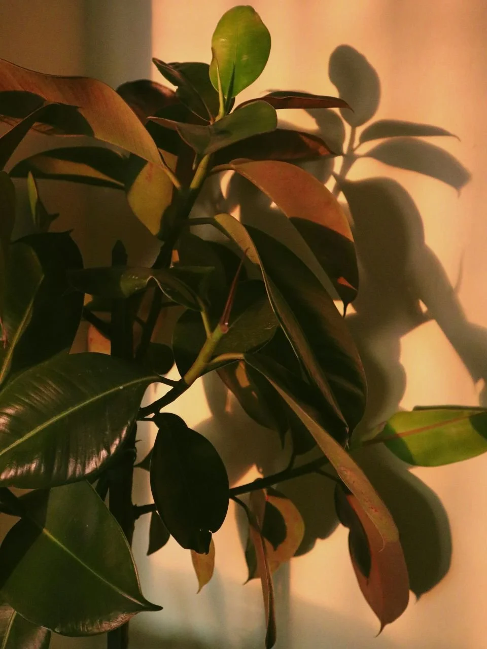 Indoor houseplant with dark green and reddish leaves casting shadows on a beige wall.