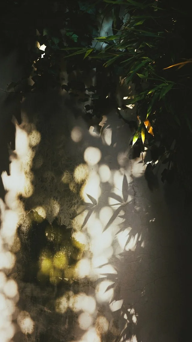 Sunlight casting shadows of leaves and branches onto a textured wall, with some greenery and bright spots of light creating a pattern.