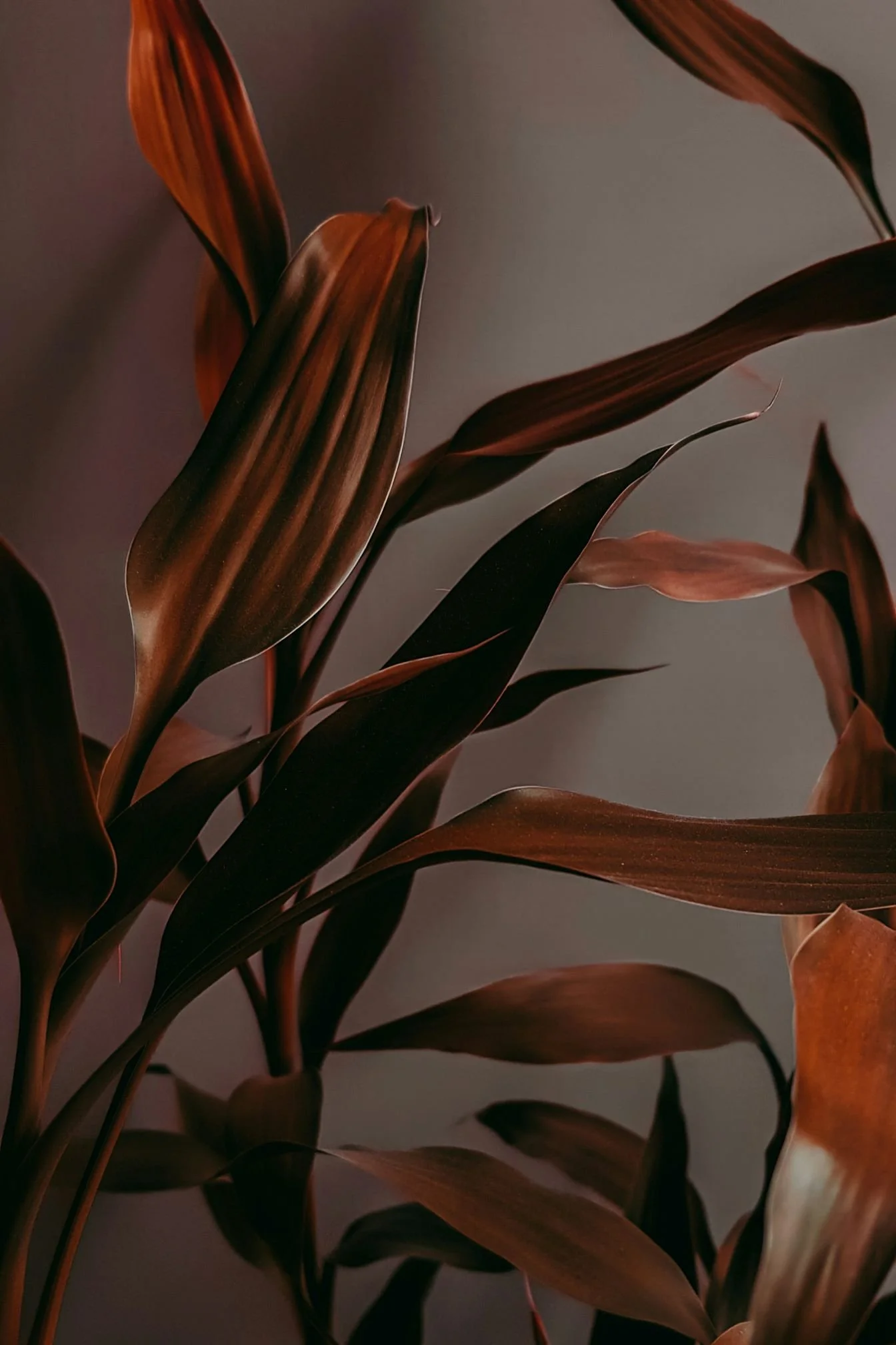 Close-up of dark reddish-brown leaves with a matte finish, on a plain dark background.