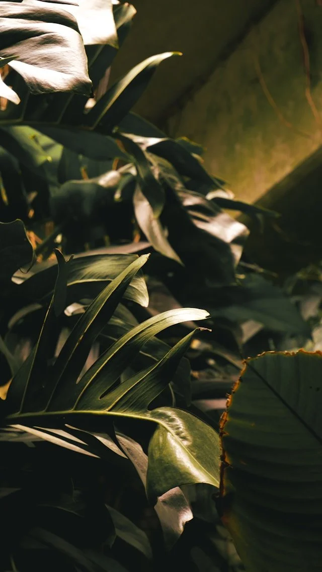 Close-up of lush green tropical leaves in low light.