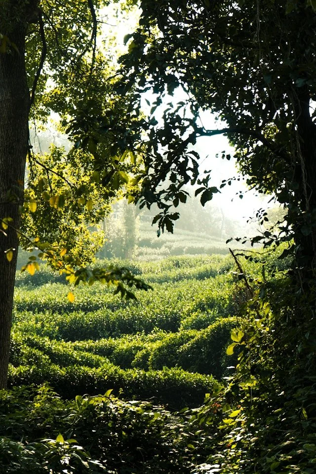 Sunlight filtering through green leaves into a lush garden or field with rows of plants, framed by tree branches and foliage.