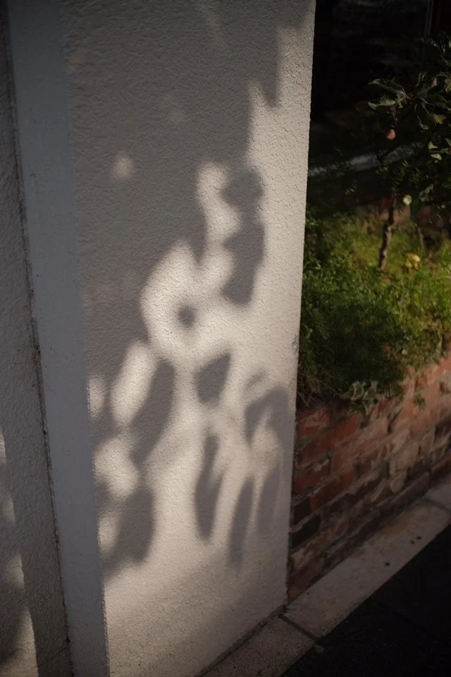Shadow of plant leaves cast on a white wall beside a brick flower bed