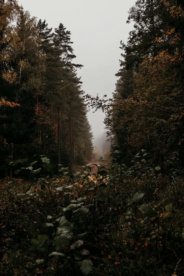 A dense forest with tall trees, some with autumn-colored leaves, a narrow dirt path running through the center, and fog in the background.