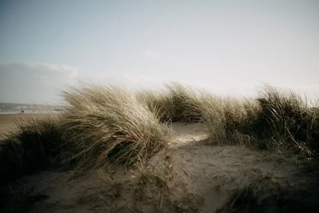 Sand dune with tall grass on a beach under a cloudy sky.