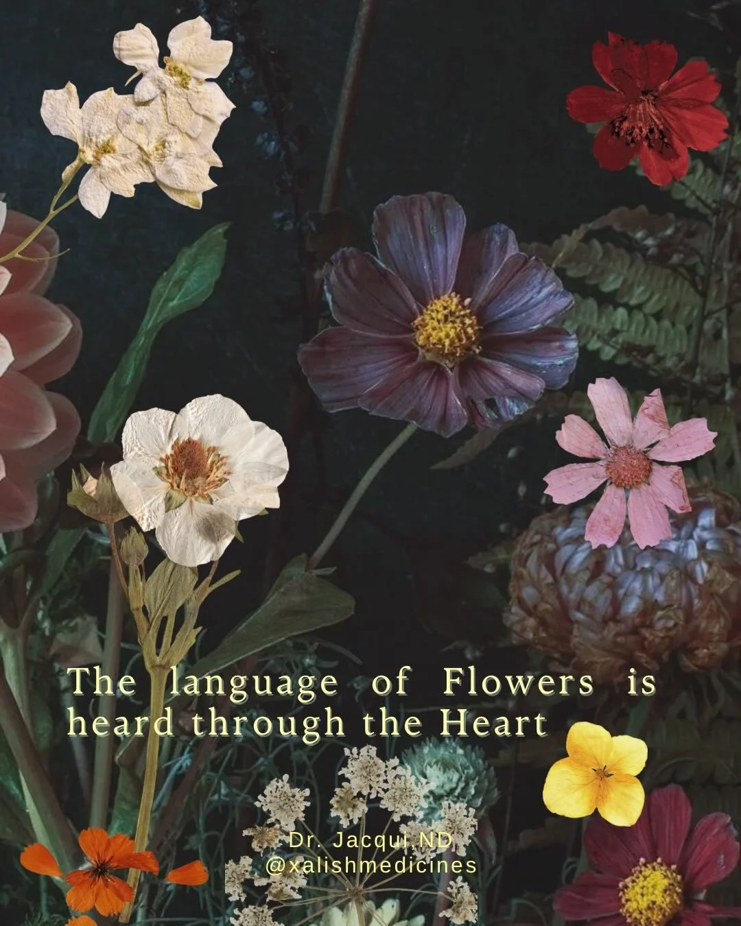 @xalishmedicines
&bull;
When you speak with Plants, you speak from your Heart 💗 

We all once shared a common language with the Plants, with Creation. We can still communicate, speak, listen to their wisdom. Especially when we move from our Hearts. 