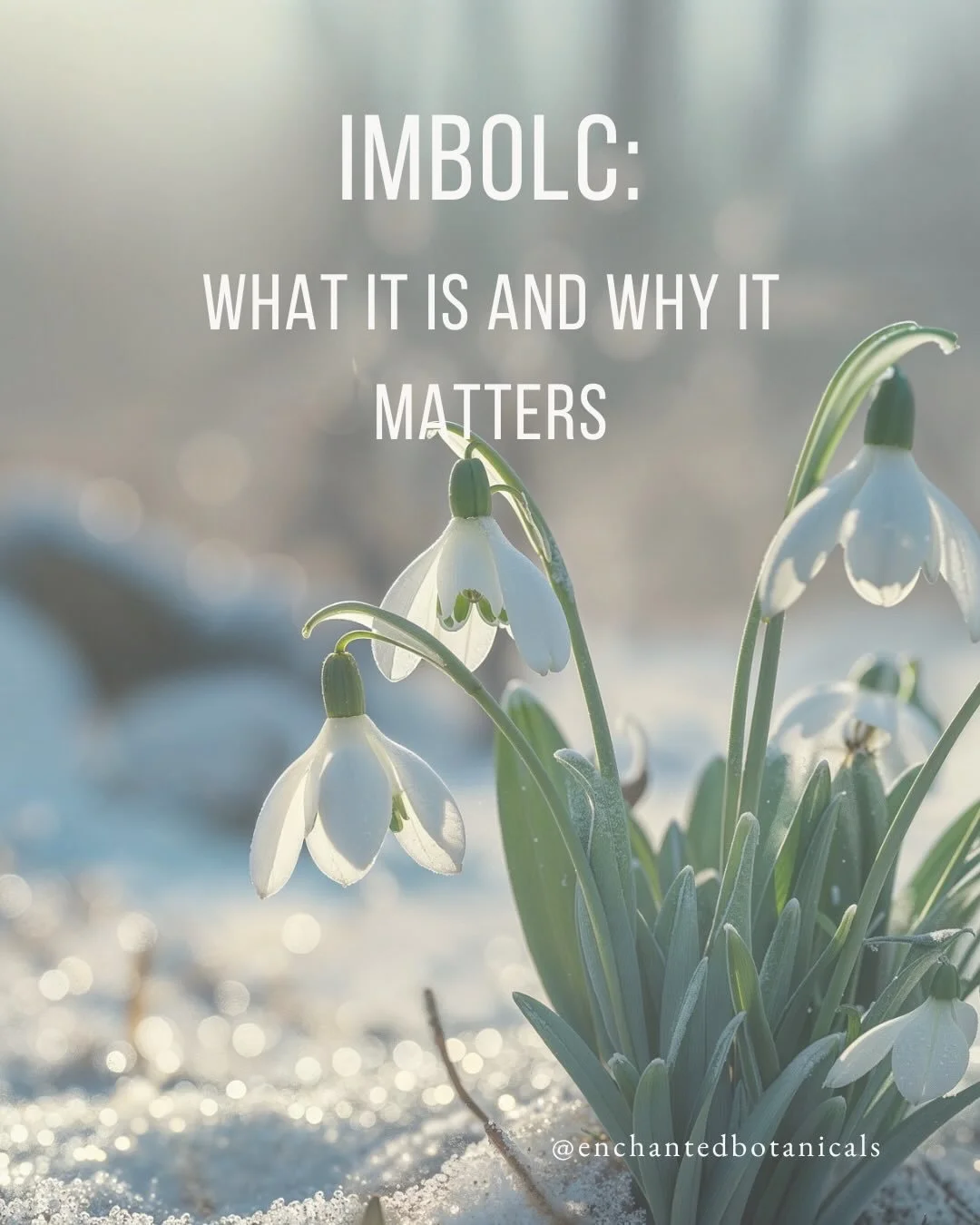 @enchantedbotanicals
&bull;
Imbolc makes a lot more sense once you stop thinking about it as a &ldquo;spring preview.&rdquo;

It was never about flowers. Or sunshine. Or pretending winter was over.

People were watching for subtler signs. Life coming