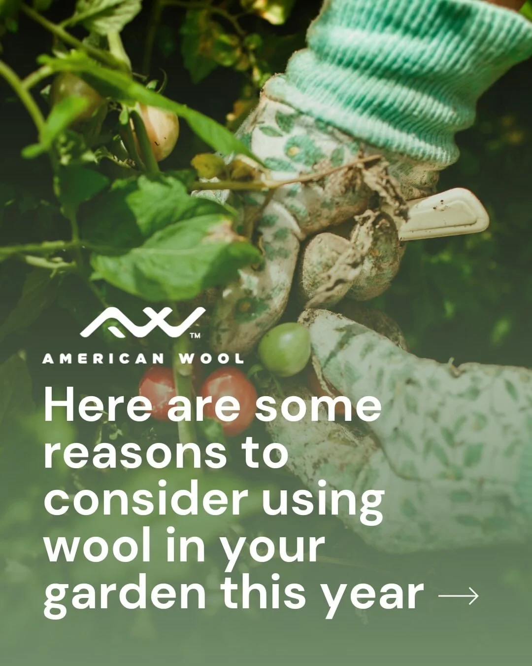 @experiencewool
&bull;
Wool isn&rsquo;t just for clothing, it can help plants thrive too. Gardeners are discovering that wool can improve soil, retain water, reduce pests, and even help plants grow faster. In fact, wool can hold 20-30x its weight in 