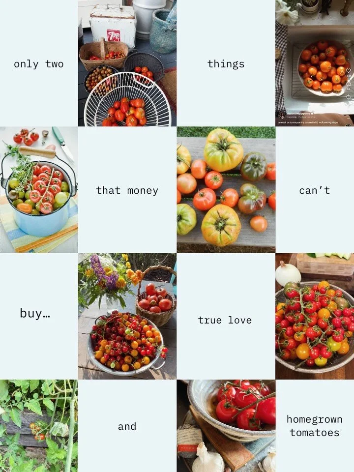 #tomatoseason 🍅