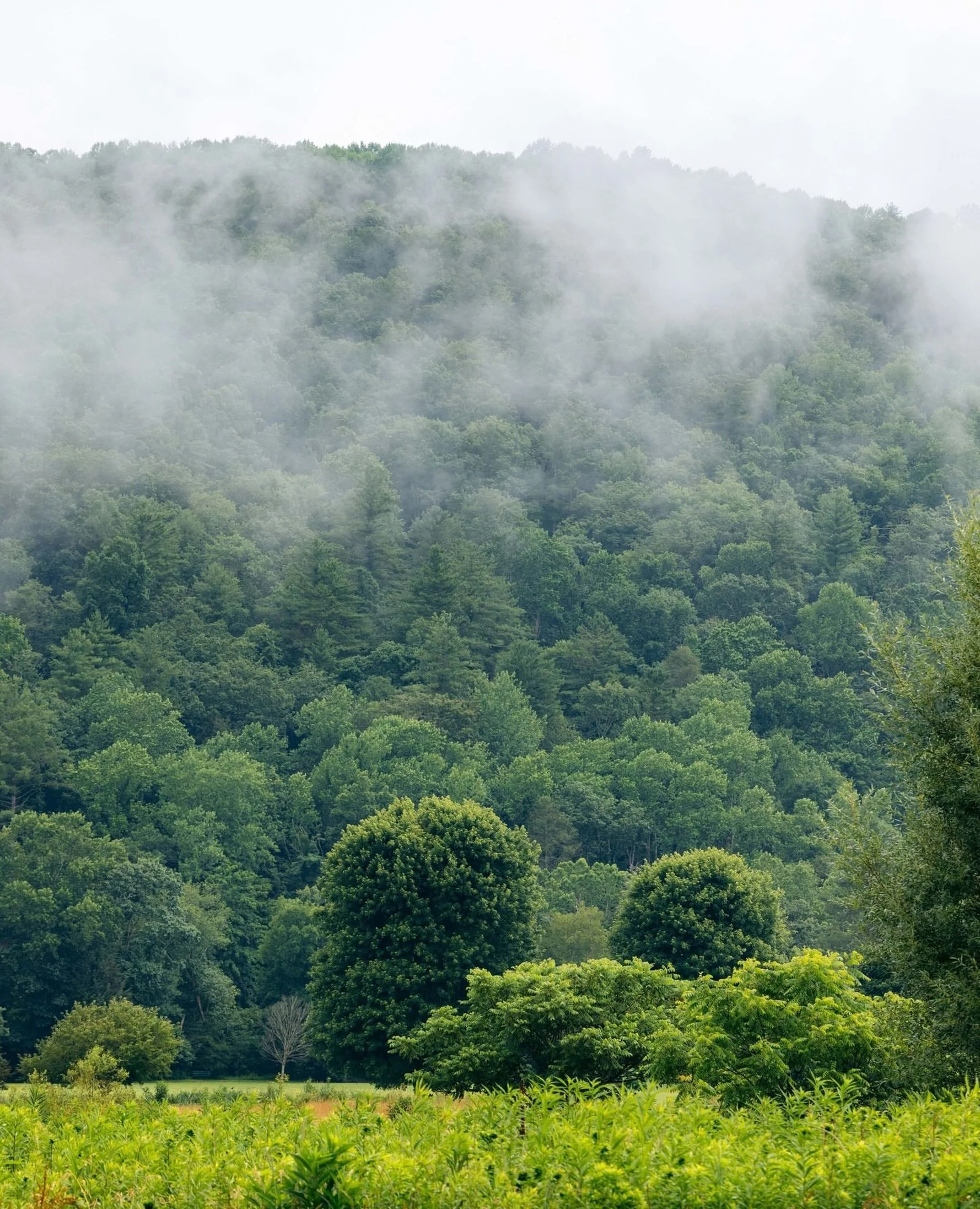 @mastgeneralstore
&bull;
Appalachian folklore says that the number of snows we&rsquo;ll have this coming winter is foretold by the foggy mornings we see during the month of August. ☁️⁠
⁠
The Original Mast General Store in Valle Crucis has tallied eac