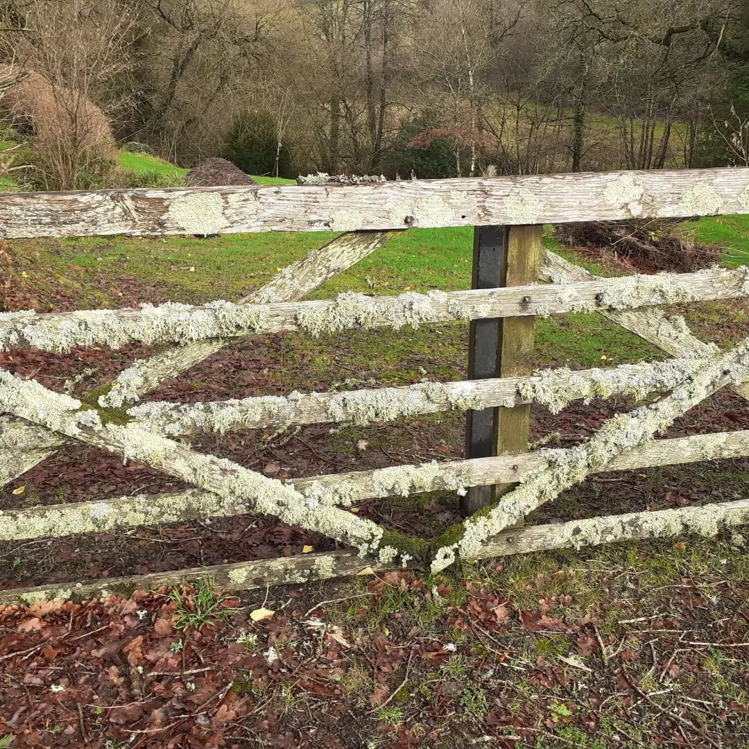 I pass by this gate each time I walk to the studio.  It's a growing treasure full of lichen beauties!
I was surprisingly devastated this morning to find that the last lichen I drew (last post) had disappeared.  I 'keep' them outside the door amongst 