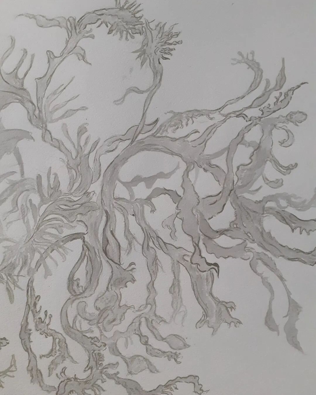 Another drawing on the way. I think it's Ramalina calicaris, drawn with brush and home made inks. The growths and shapes are so very curious!
#lichen #ramalinacalicaris #ink