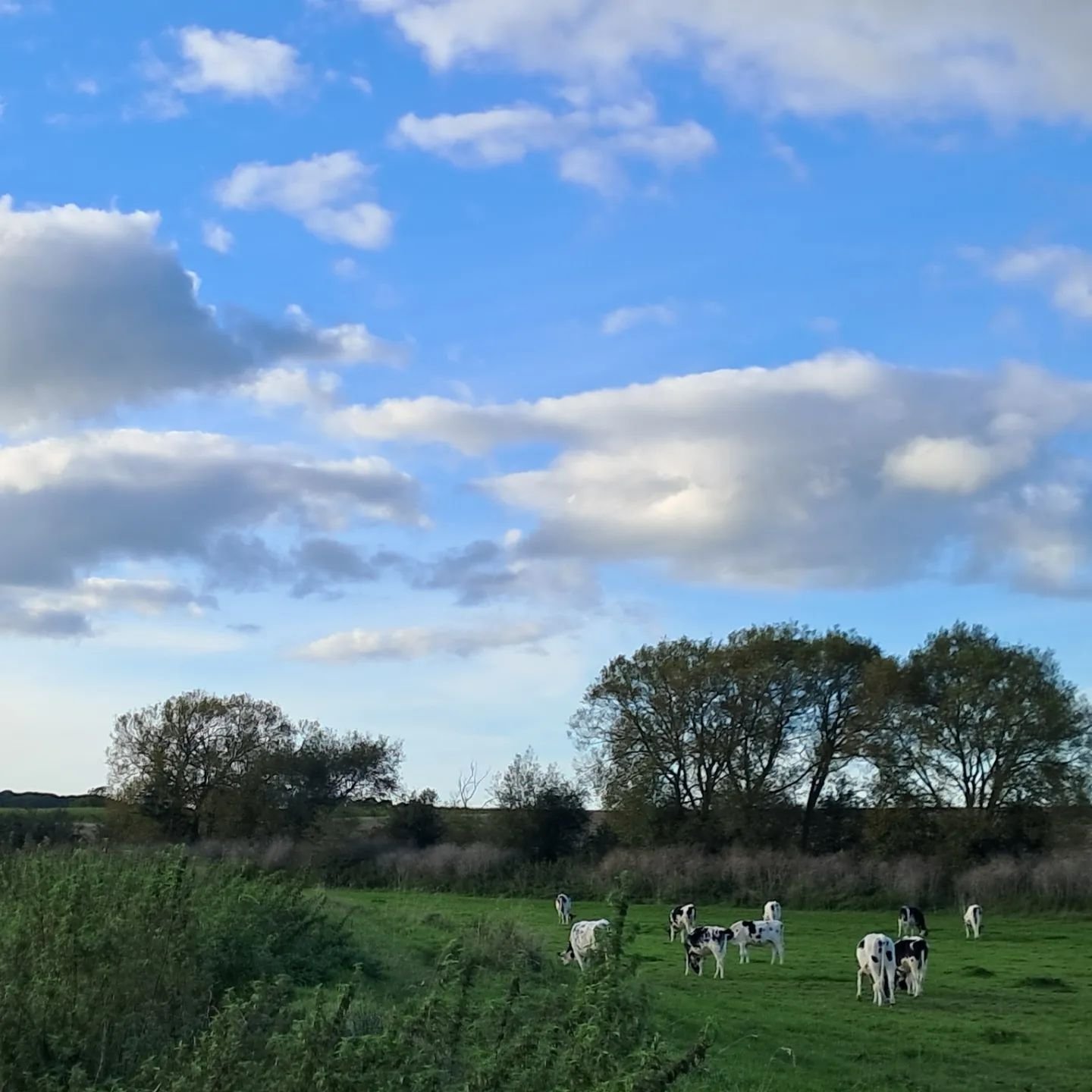 Sunny day after the rains in Muchelney,  on the Somerset Levels. Quiet walk along the Parrett as it twists and turns northwards. After a day of exhibiting my embroidery in the church, Muchelney,  the 'Great Island', inspired by the plants growing alo