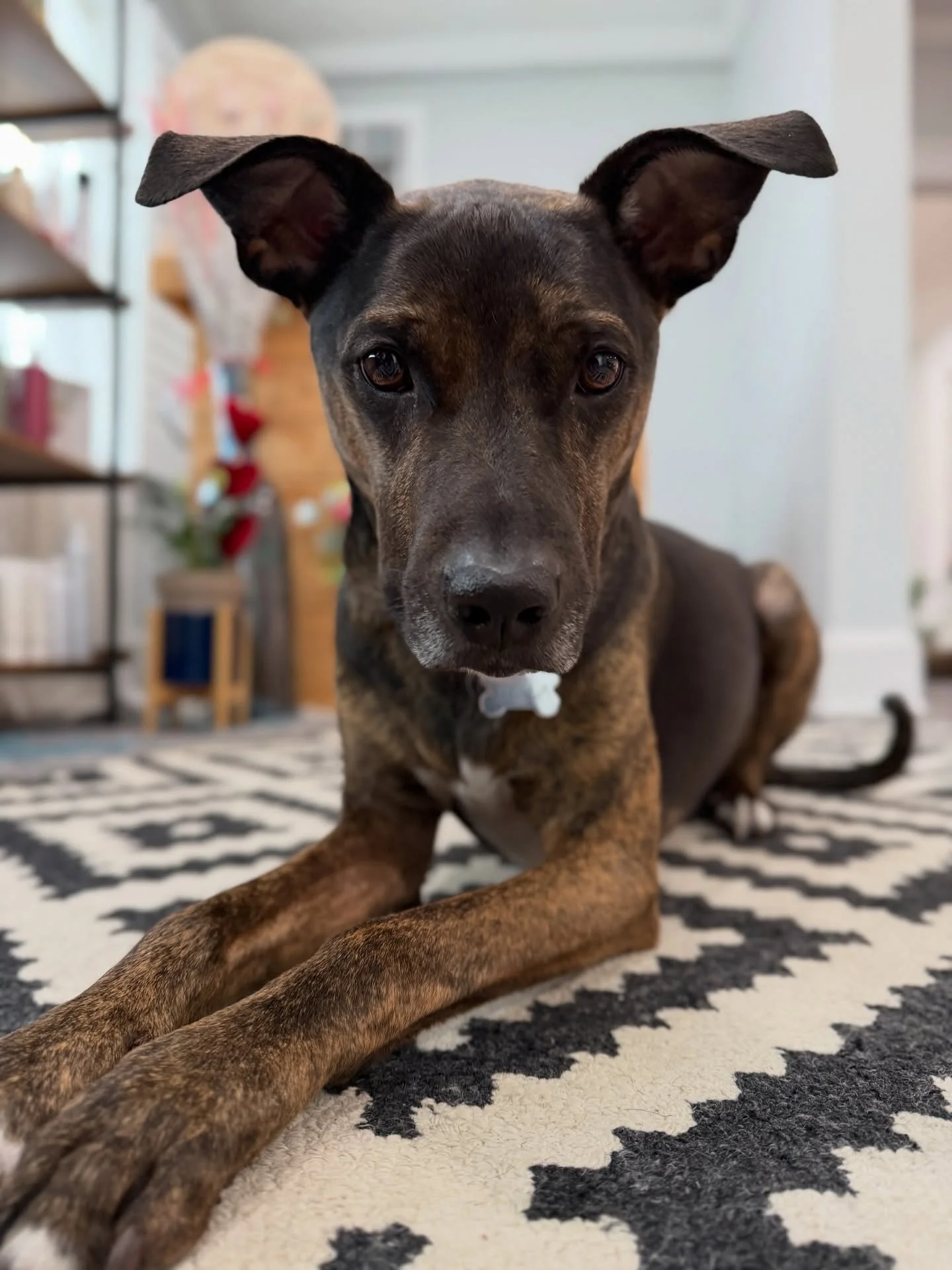 A visit from Stella today 🐾

Stella doesn&rsquo;t always come to the salon with me, it has to be the right kind of day. Some days are too long &amp; busy, sometimes she simply does not want to come, and some clients prefer not to be jumped on while 