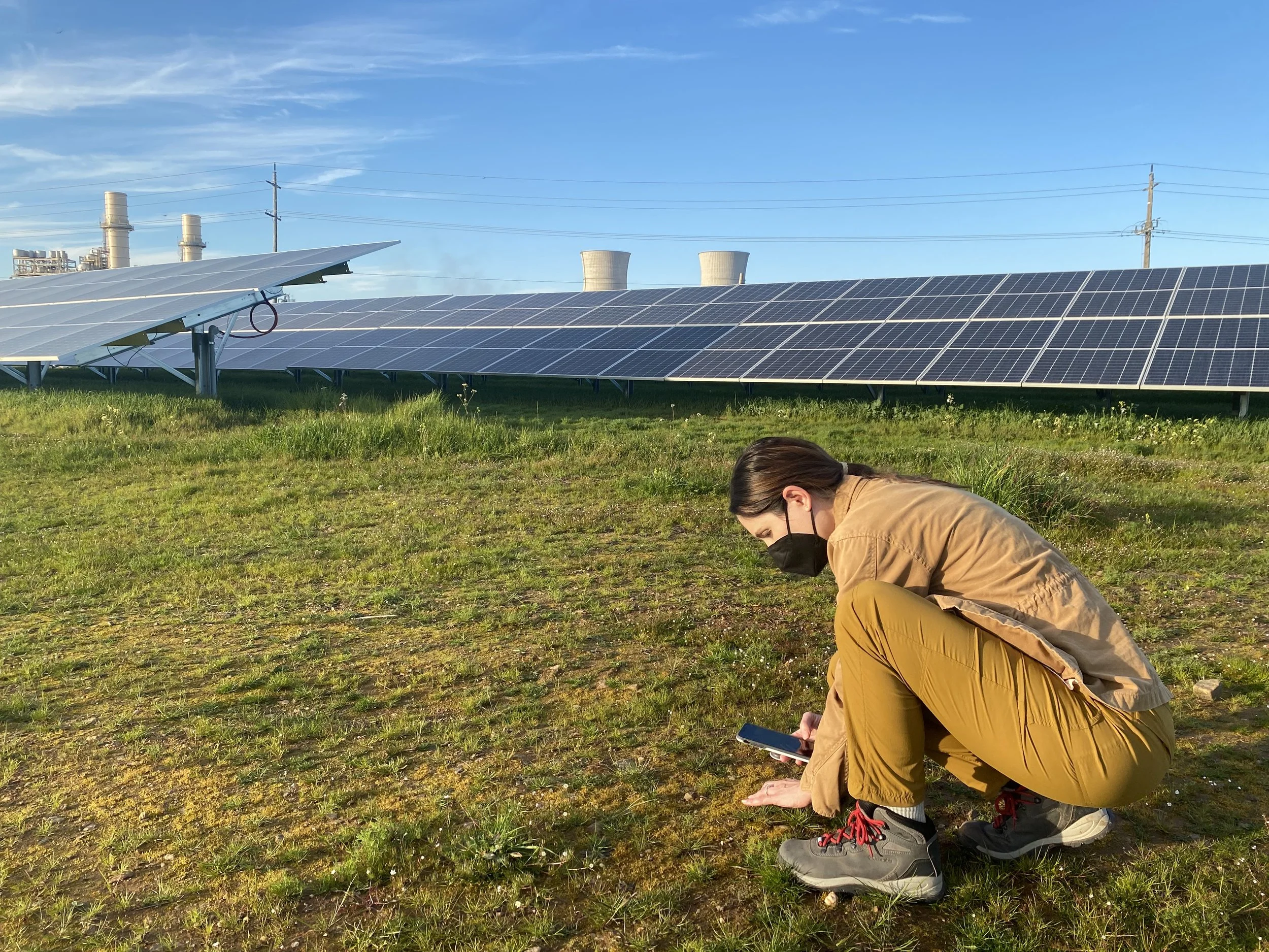 Dr. Hernandez in the field, studying the ecological impacts of solar arrays