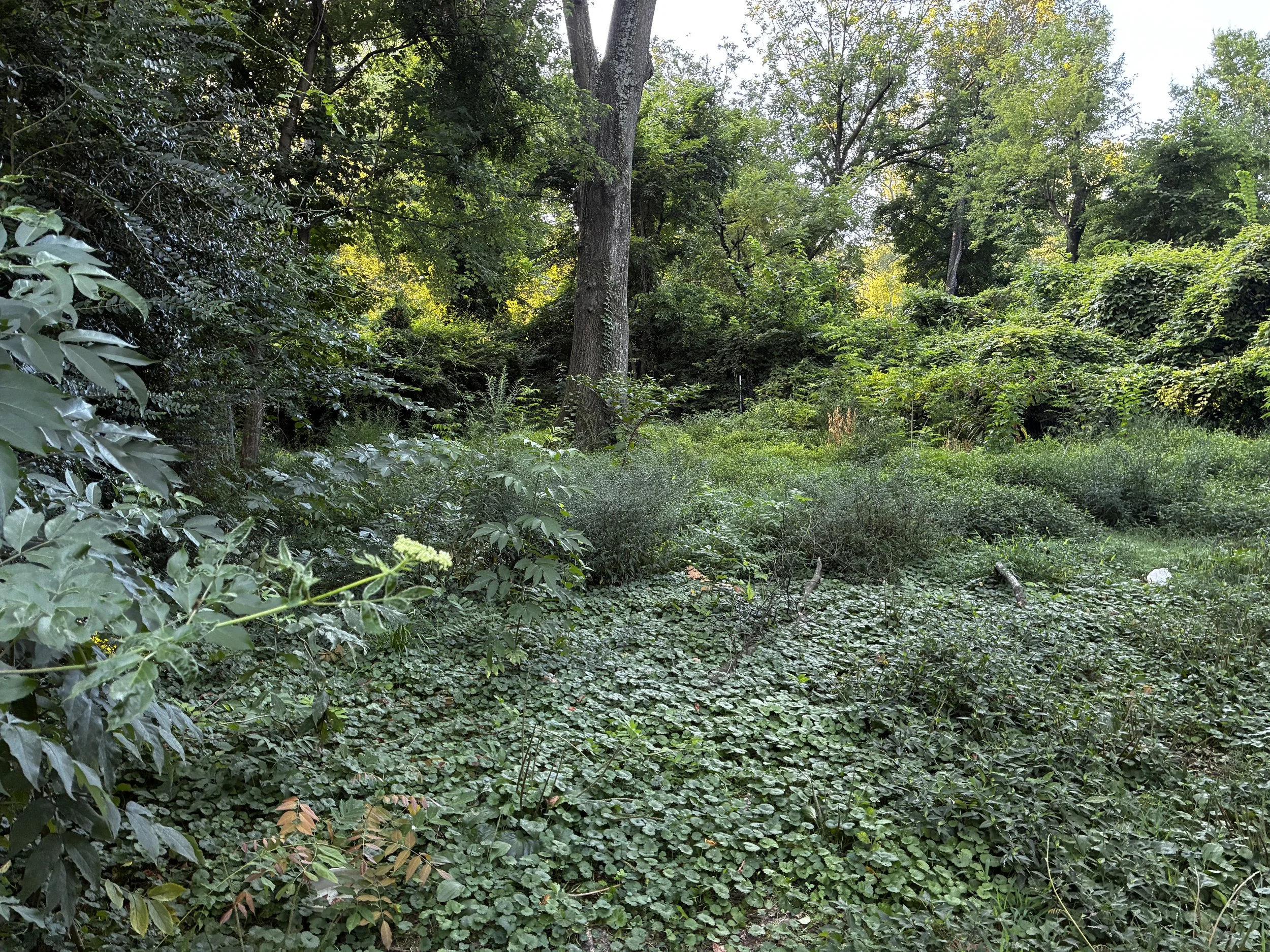 A dense green forest with tall trees, leafy shrubs, and ground cover plants, with sunlight filtering through the canopy.