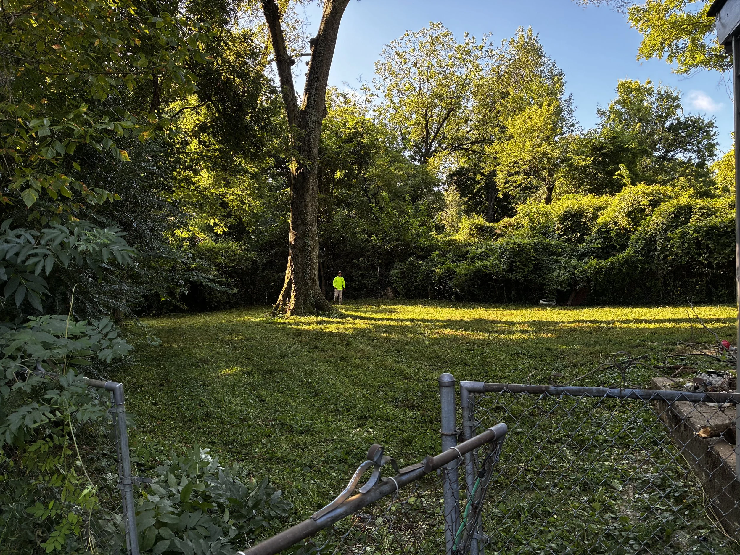 A backyard with a large tree, green grass, surrounded by bushes and trees. A person wearing a neon yellow jacket is standing near the tree. A chain-link fence is visible in the foreground, with some debris on the ground near the fence.