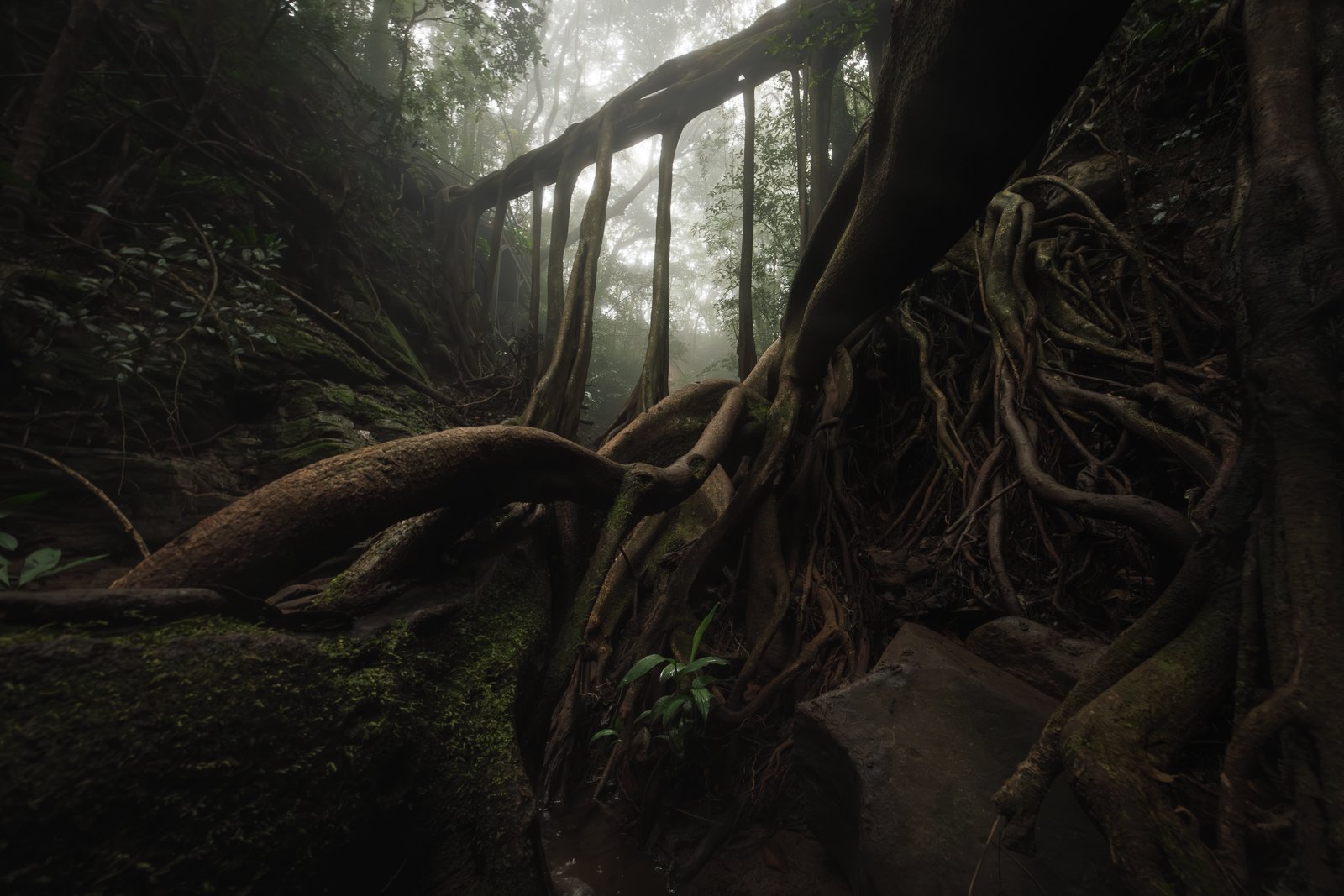 Monteverde, Costa Rica