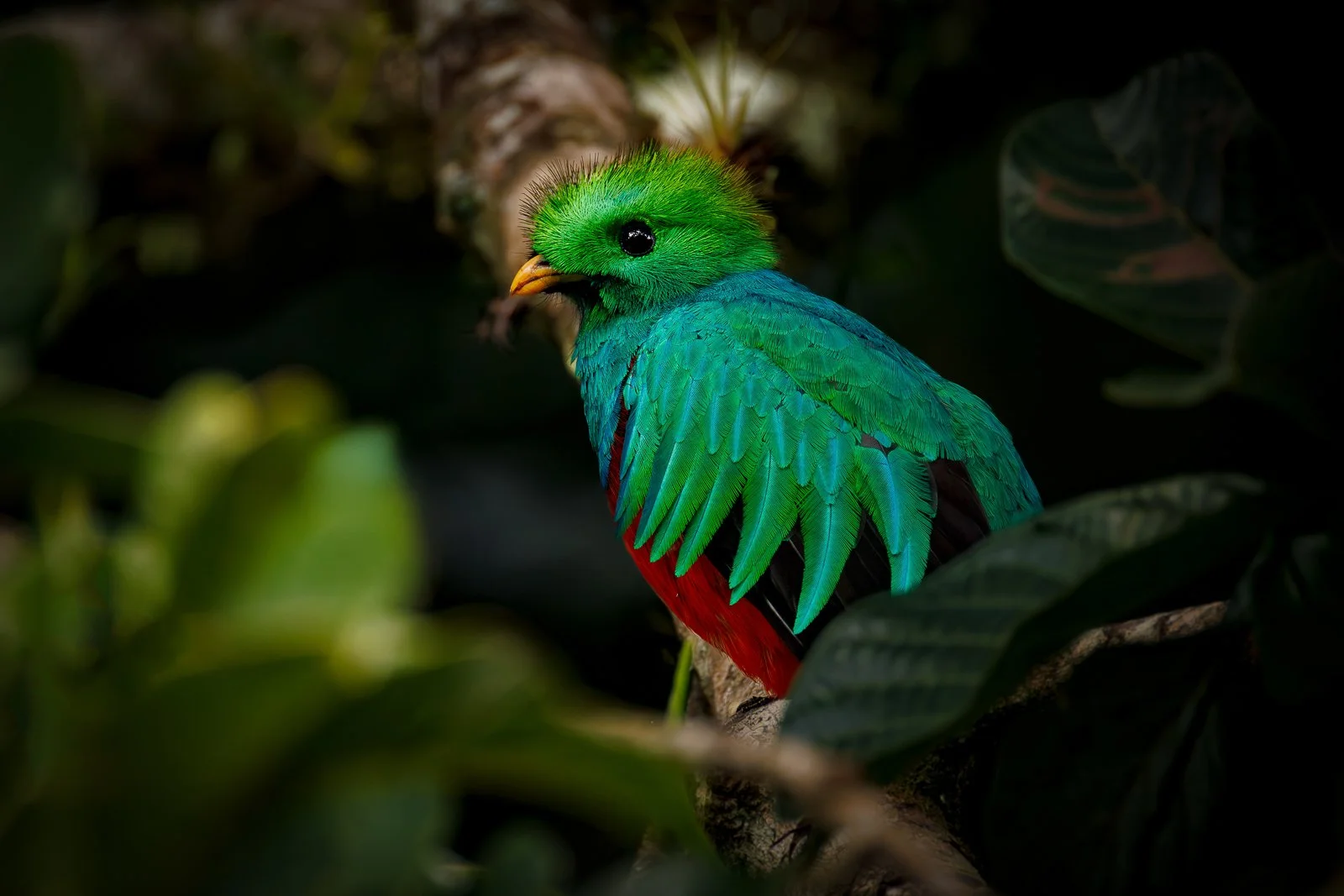 Central America