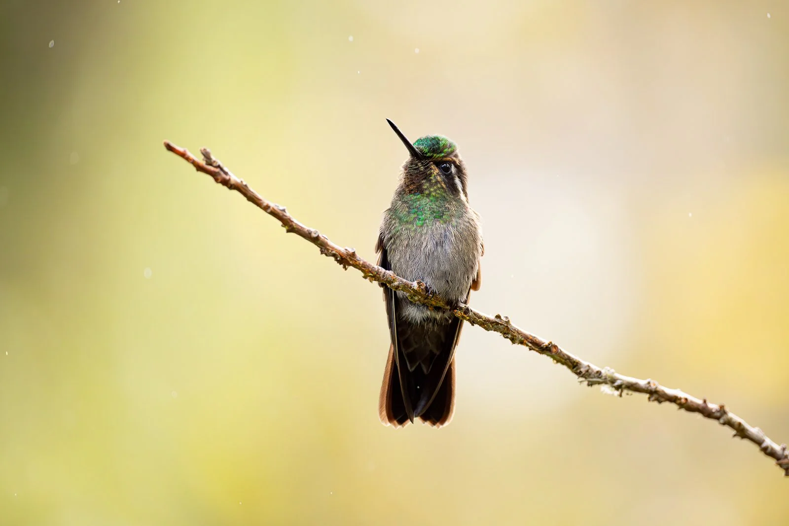 _JD_0053-Mejorado-NR copia.jpg
